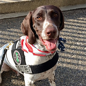 K9 Billi TSA Explosive Detection