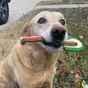 K9 Rrusso - Transportation Security