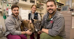 Veterinary Service for Retired K9 Veterans