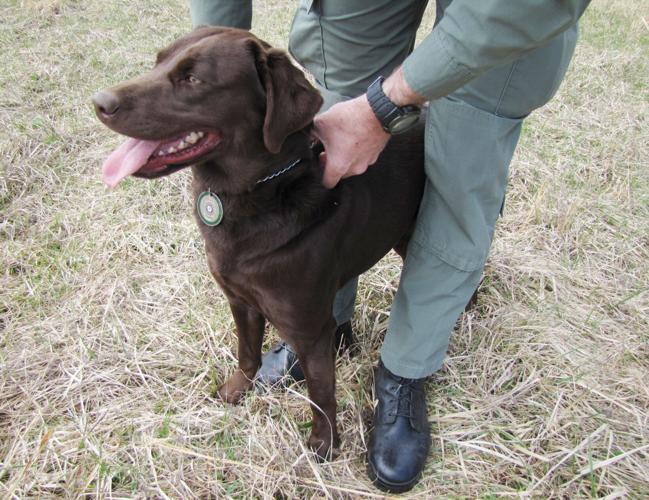 A lady of law enforcement: Southwest Virginia remembers DWR K9 Josie