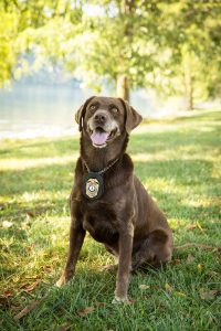 K9 Josie posing on a summer day near a lake!